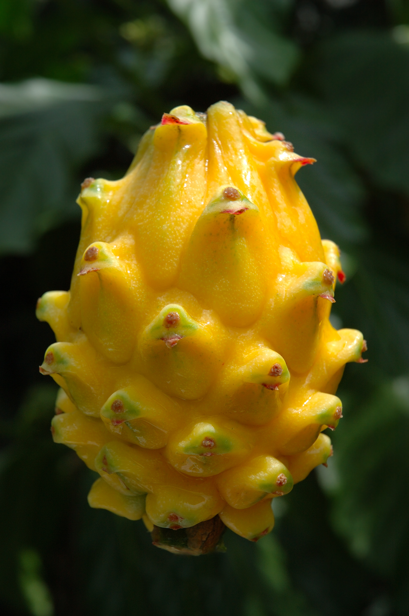 Fruta del Dragón  - Asoppitaya
